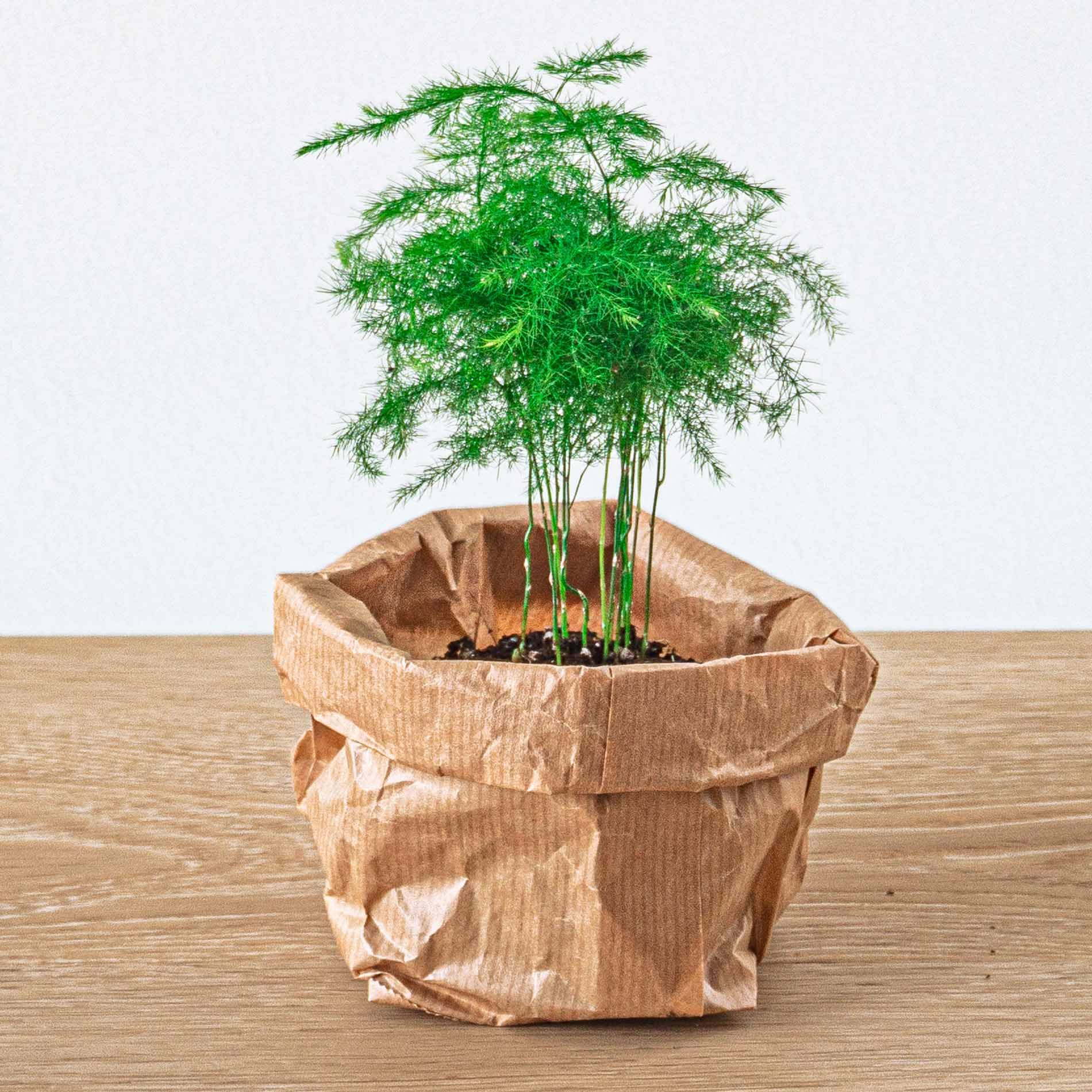 Planten Terrarium Paket – 5 Terrarium Pflanzen, Nachfüll- & Startset für DIY Terrarium, Mini Ökosystem
