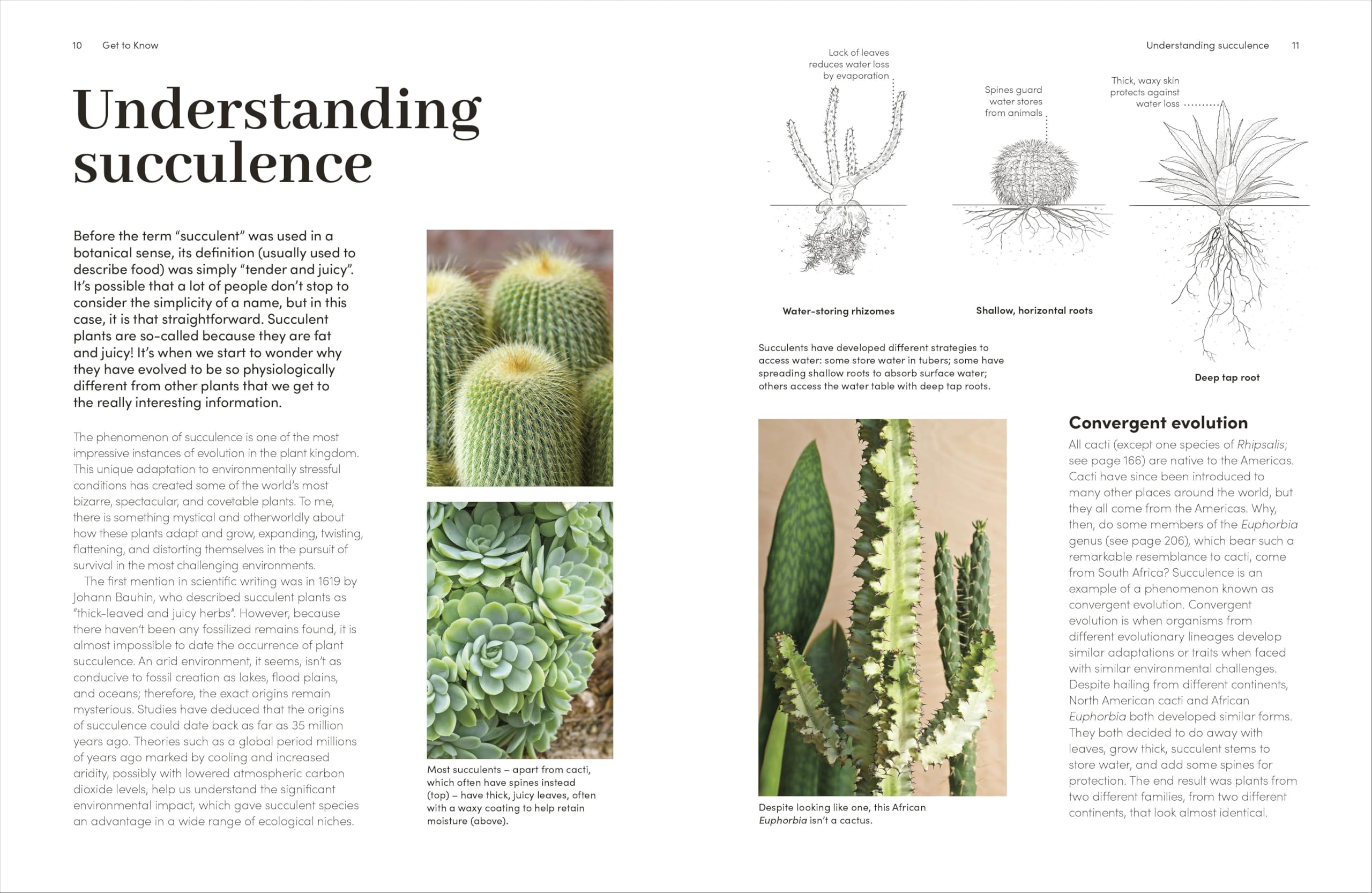 Cacti and Succulents: The Plant Rescuer's On-point Advice to Keep Your Plants Looking Sharp