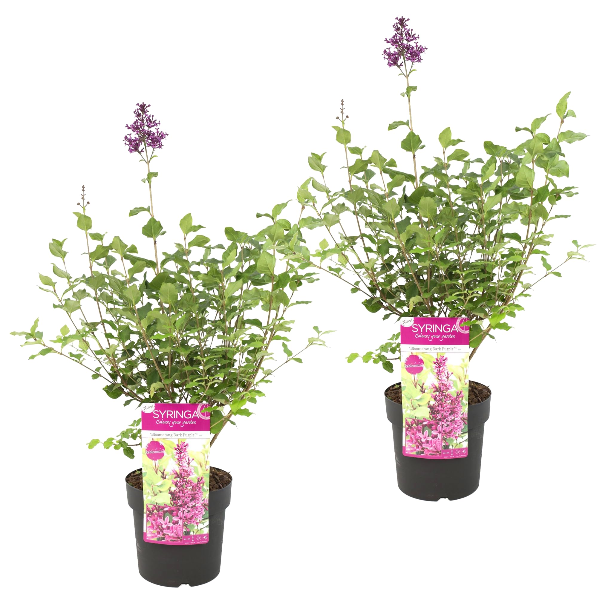 Bloomique - 2er-Set - Syringa Bloomerang Dark Purple - Flieder - Lila blühend - Gartenpflanzen - Winterhart - Höhe 40-50 cm - Topf 19 cm