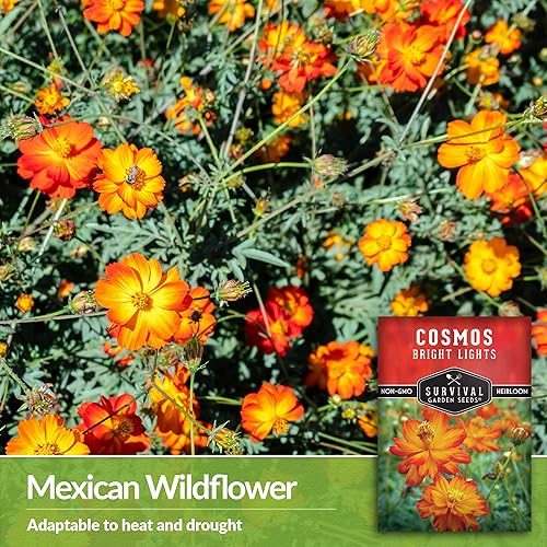 Miniatura 3 de Paquete de 5 semillas de cosmos Bright Lights para plantar, paquete con instrucciones para cultivar Cosmos Sulphureus en tu hogar, variedad de