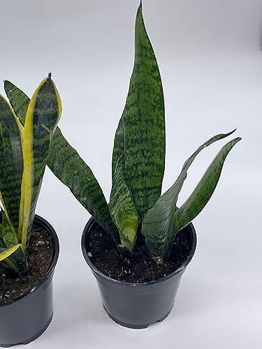 Miniatura 4 de BubbleBlooms Snakeplant - Paquete variado de 2 plantas de serpiente diferentes en macetas de 4 pulgadas, Dracaena trifasciata