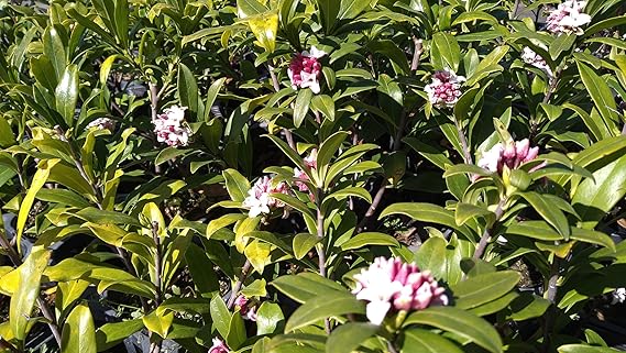 ヂンチョウゲ 赤花 1ポット 苗 ジンチョウゲ 沈丁花 フレグランス 寄せ植え 甘い香り 鉢 オンライン通販