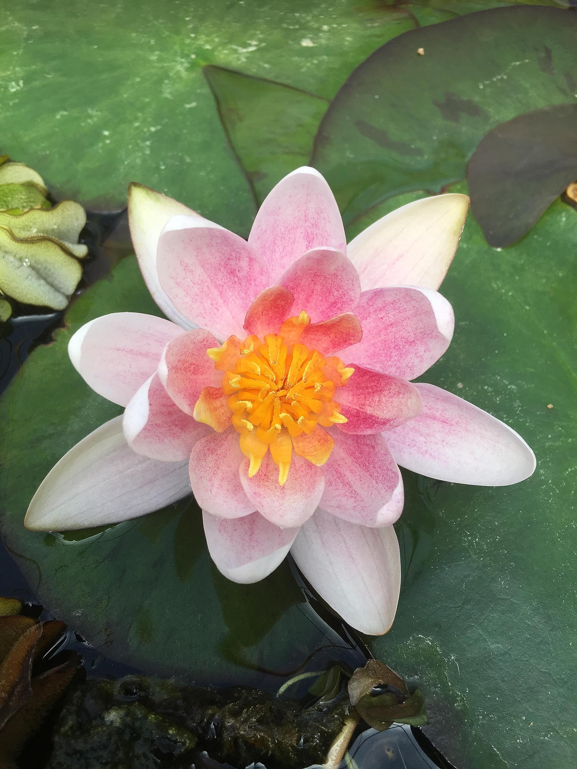 PondPlantsUK Dwarf Potted Water Lily - Live Plant Aquatic Pond Lake Marginal - Patio (Mary Patrica)