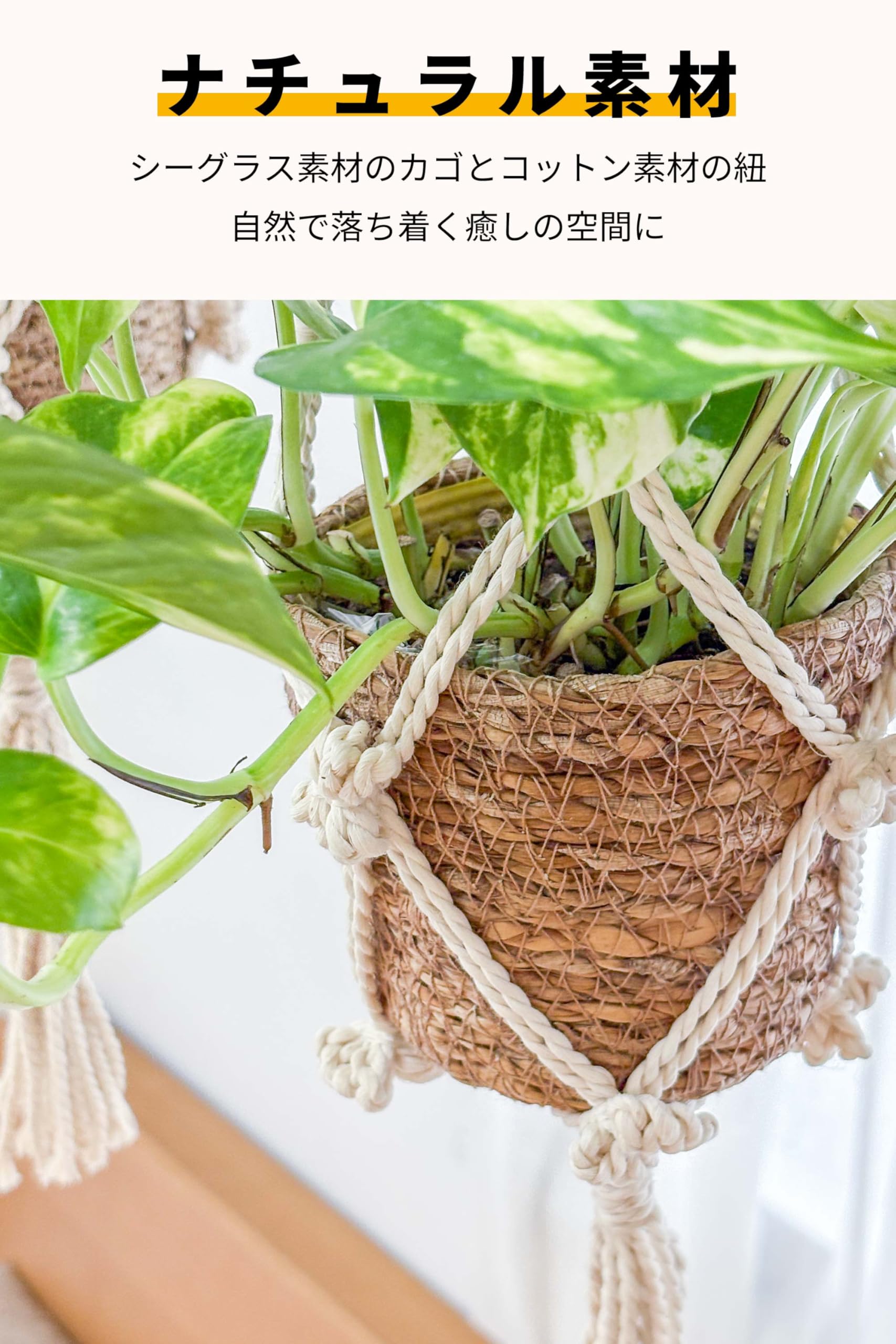 Amazon｜[ miipas ] ポトス 観葉植物 本物 吊り下げ 吊るす 垂れ下がる