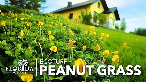 Miniatura 4 de EcoTurf - Hierba de maní perenne - 3 plantas vivas - Arachis Glabrata - Cubierta de suelo tolerante a la sequía de bajo mantenimiento