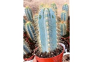 Blue Torch Cactus: A Vibrant Addition to Your Desert Oasis