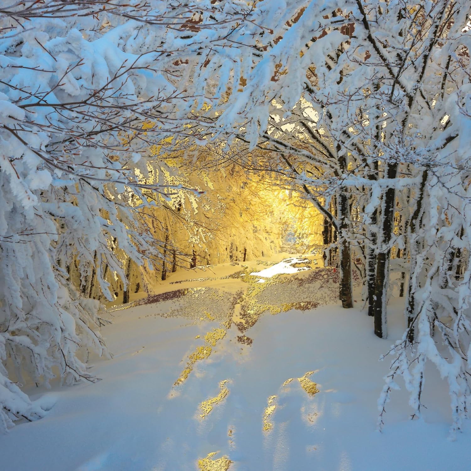 Pack of 16 Christmas Cards - Special Finish - Snowy Woods at Dawn - Wintry Photographic Design - Eco-Friendly