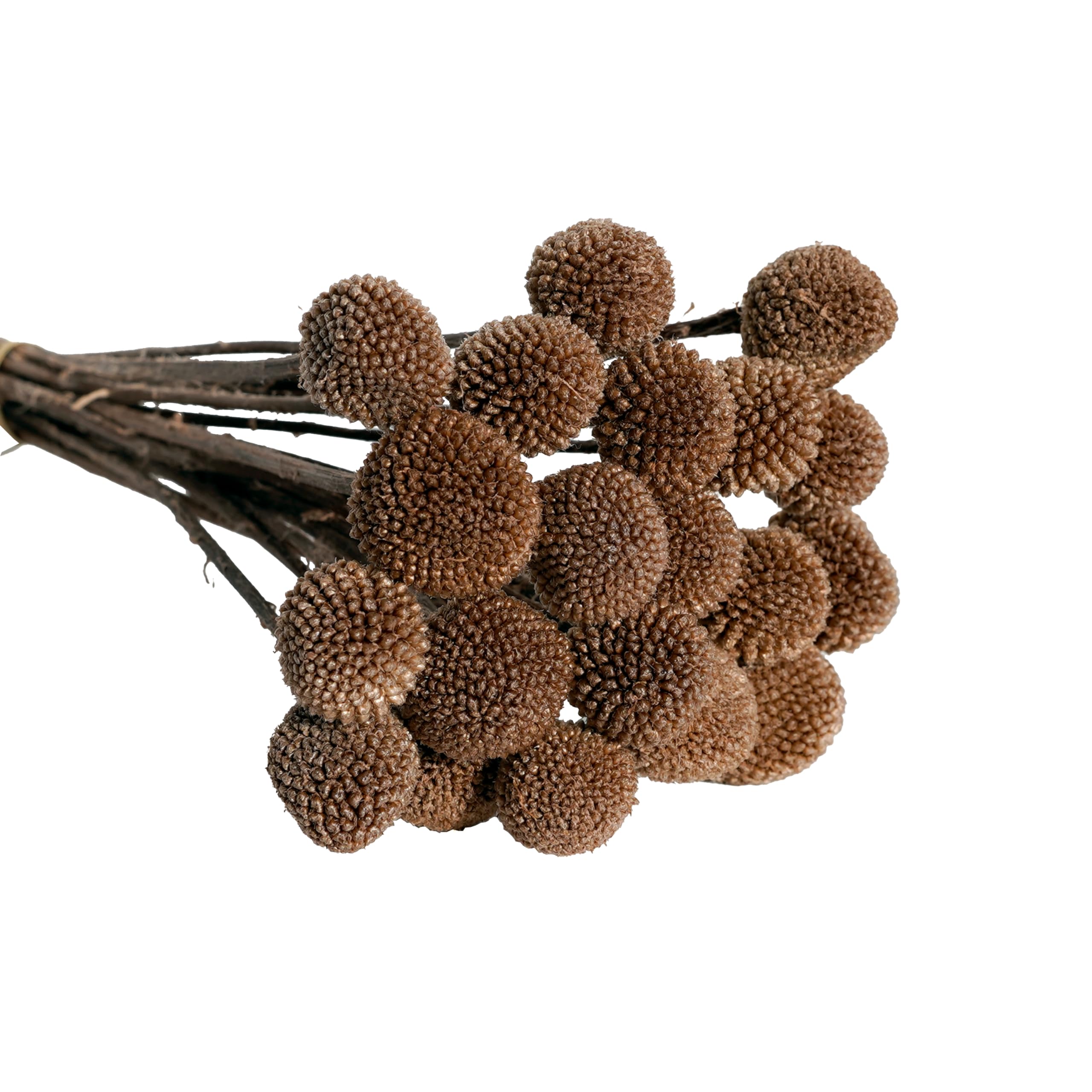 Photo 1 of 20Stems Billy Ball Flower Craspedia globosa Benth Australian drumstick Chrysanthemum Eternal Life Flower for Home Wedding Party Themed Decorations (Coffee Color)