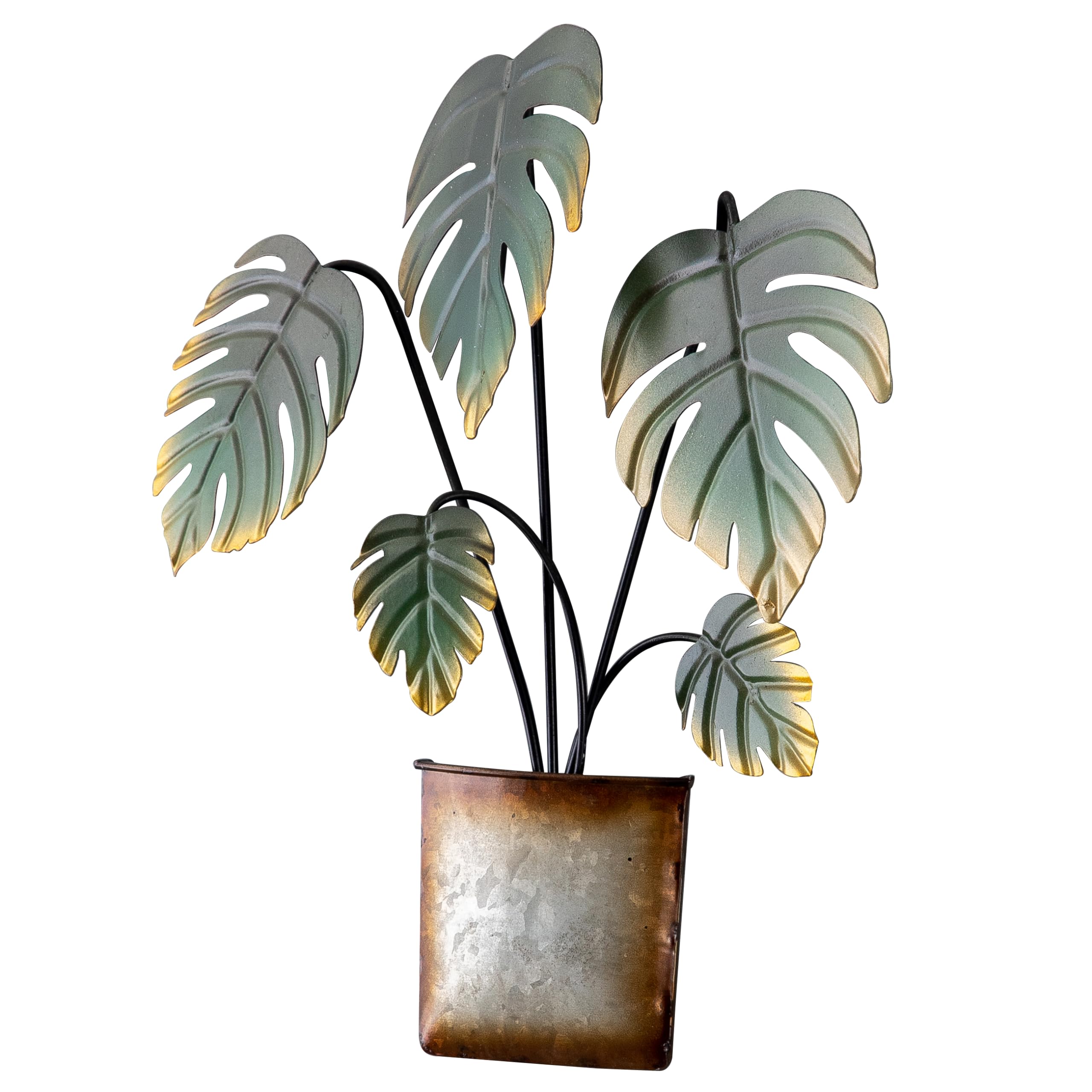 monstera narrow Monstera Obliqua Peru Narrow and Heavily Fenestrated (EXACT PLANT)  Amazon  Plants Peru