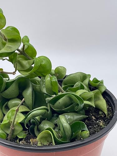 Miniatura 4 de BubbleBlooms Hoya - Cuerda hindú Carnosa Compacta en maceta de 6 pulgadas Krinkle Kurl, Honeyplant Waxplant Porcelana Flower