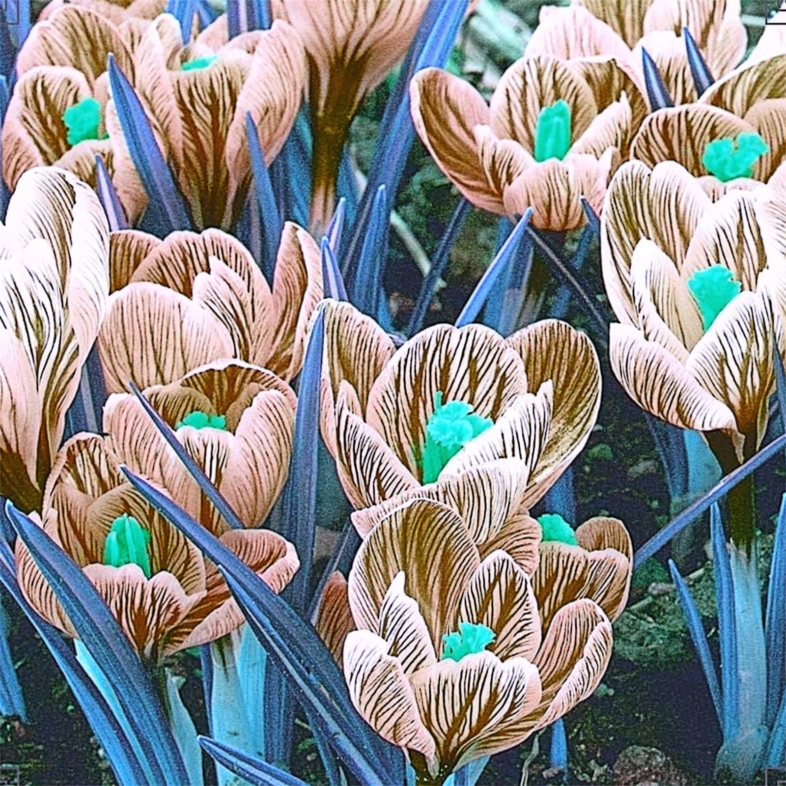 Crocus Bulbs/Crop for Planting Now UK/Strong Plants That Grow Well/Mix Golden Jade Carving Feels/Beautiful Now Mixed Garden