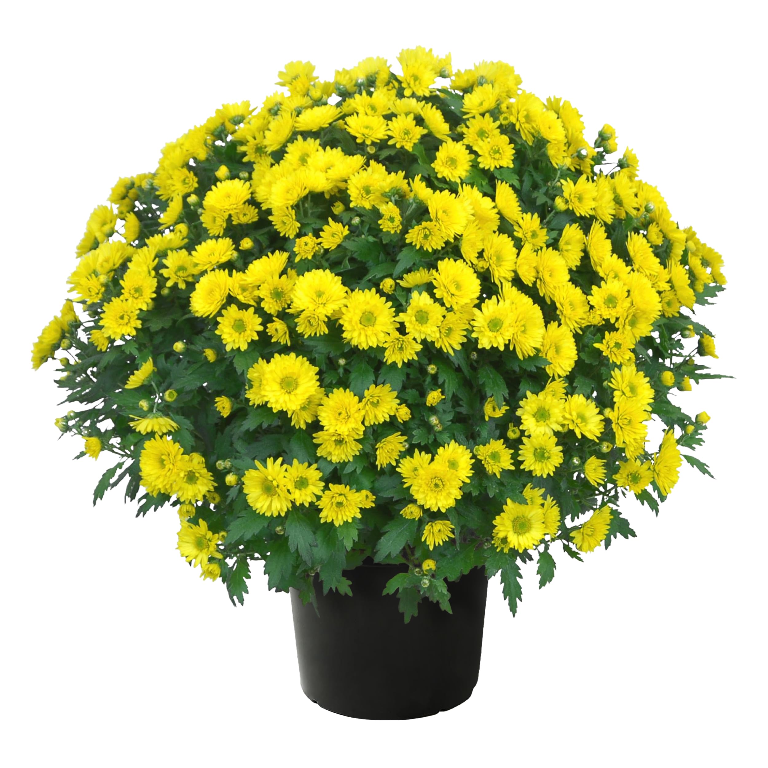 Live Flowering Hardy Chrysanthemum - Yellow - Colorful Fall Mums - 15" Tall by 12" Wide in 3 Qt Pot