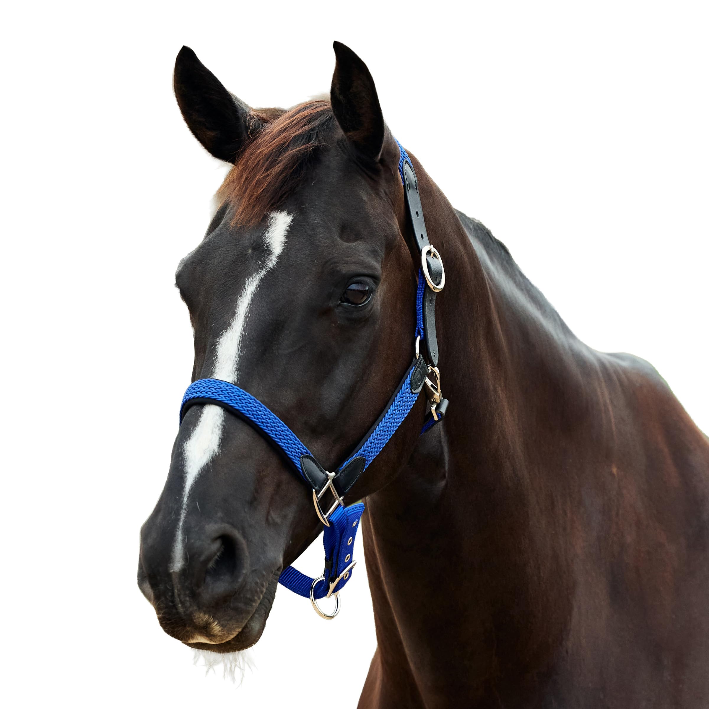 Dublin Braided Leather Headcollar, Cobalt, Warmblood