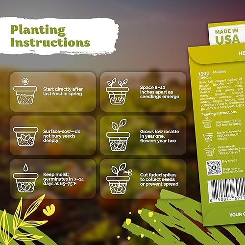 Miniatura 3 de KVITER 3,000 semillas de gordolobo para plantar (Verbascum Thapsus), paquete de 2  Hierba de gordolobo, semillas de reliquia no orgánicas  Ideal