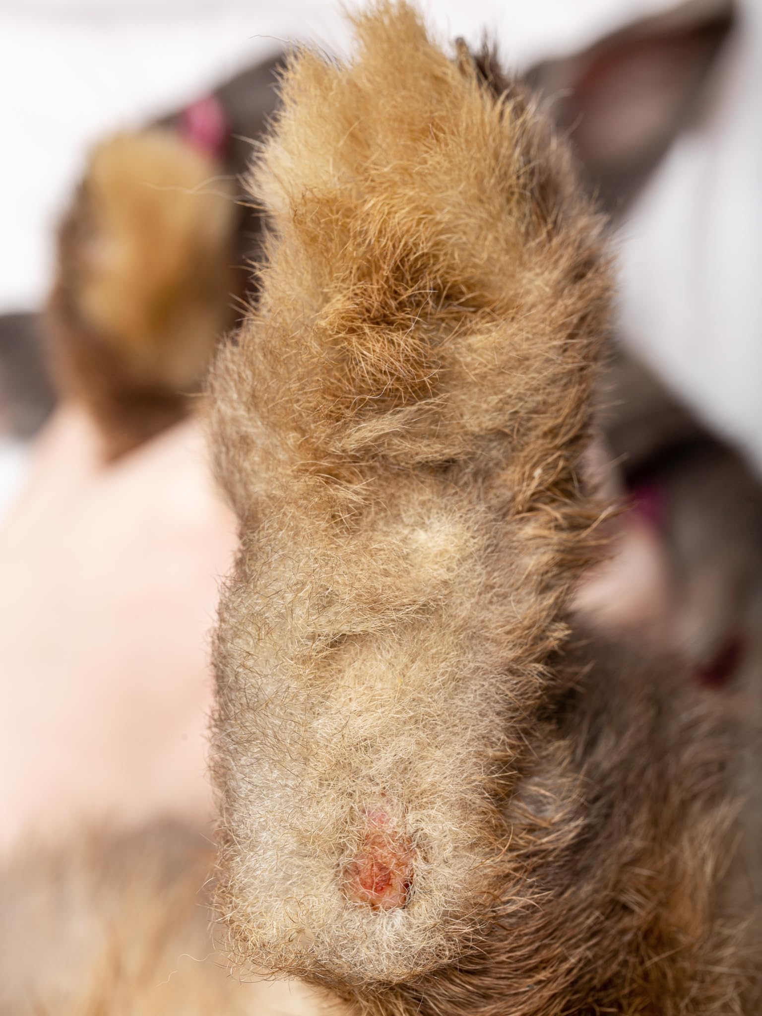 Chaussettes de protection pour lapins pododermatite abrasions