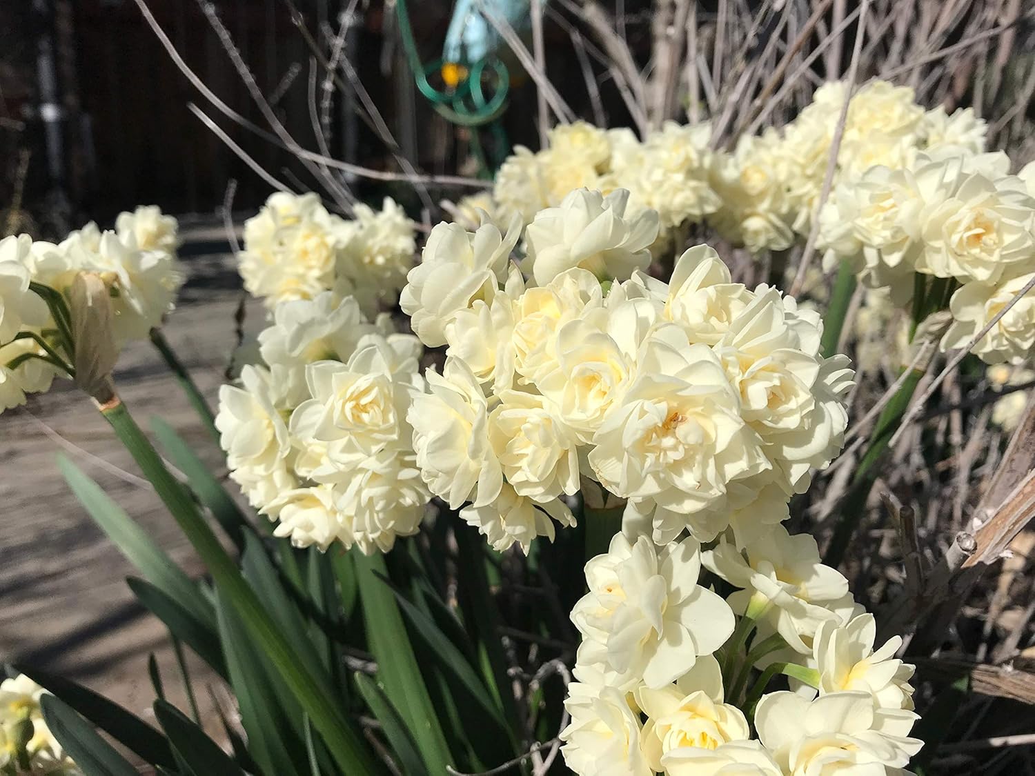 3 Perennial Spring Bulbs/Plants - Narcissus Summer Cheer Daffodil
