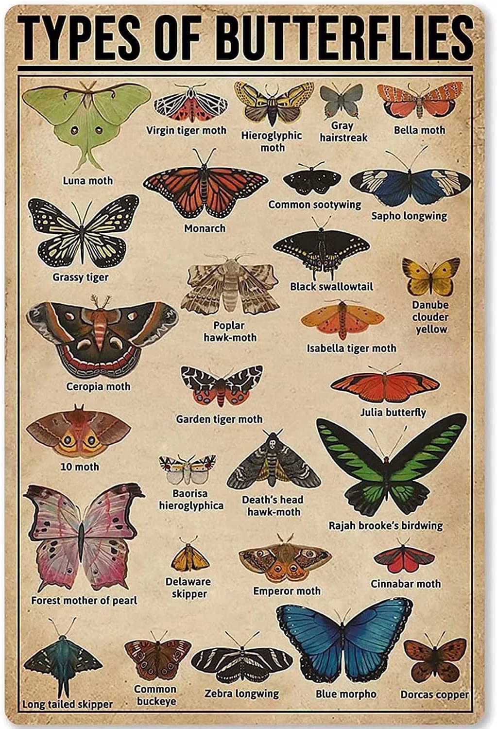 Haosensix Types Of Butterflies Metal Tin Sign Retro Kitchen Garden Restaurant Farm Shopping Mall Bar Cafe Man Cave Farm Wall Decoration Poster Painting 8x12 Inches