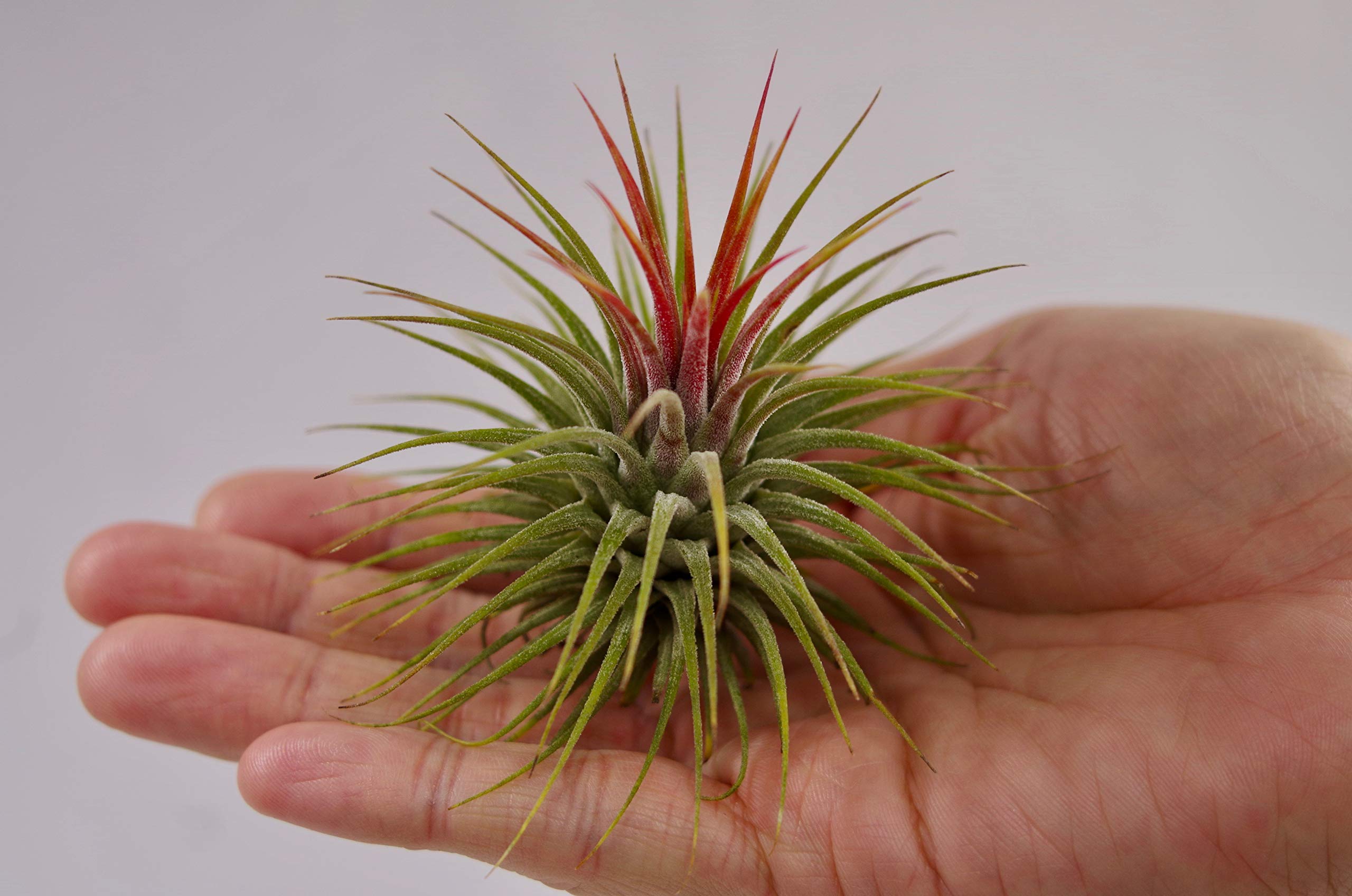 Amazon｜ティランジア イオナンタ ストリクタ Tillandsia ionantha var