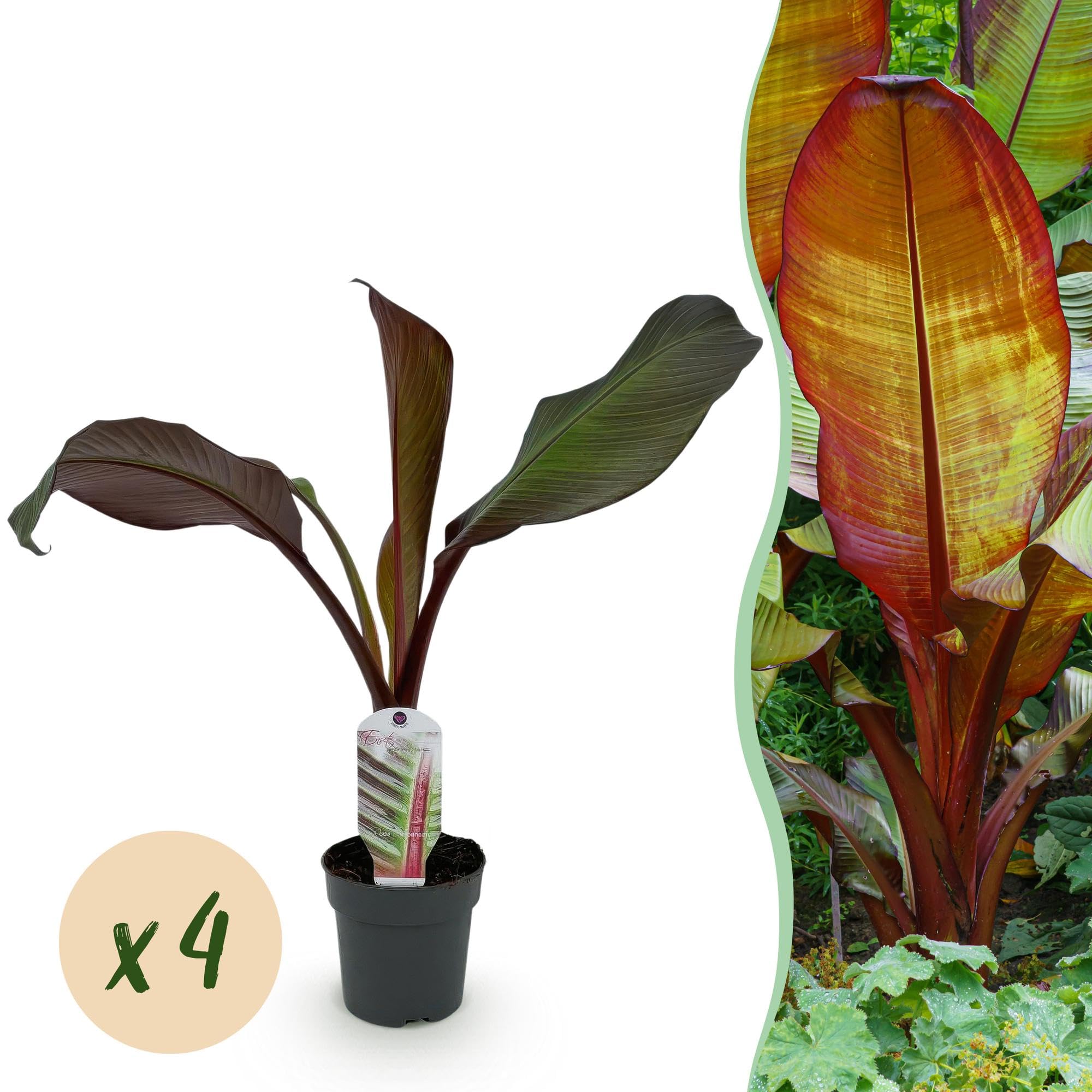 GreenboutiQ - Plante fruitière - Plante à bananes - Ensete ventricosum Maurelli - Résistante à l'hiver - 4 plantes - Pot 12cm Hauteur 30cm