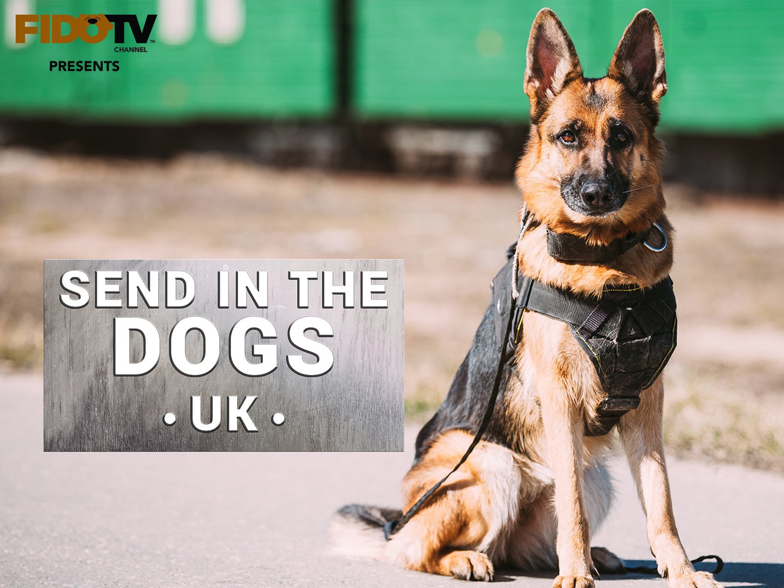 How Do K9 Dogs Track