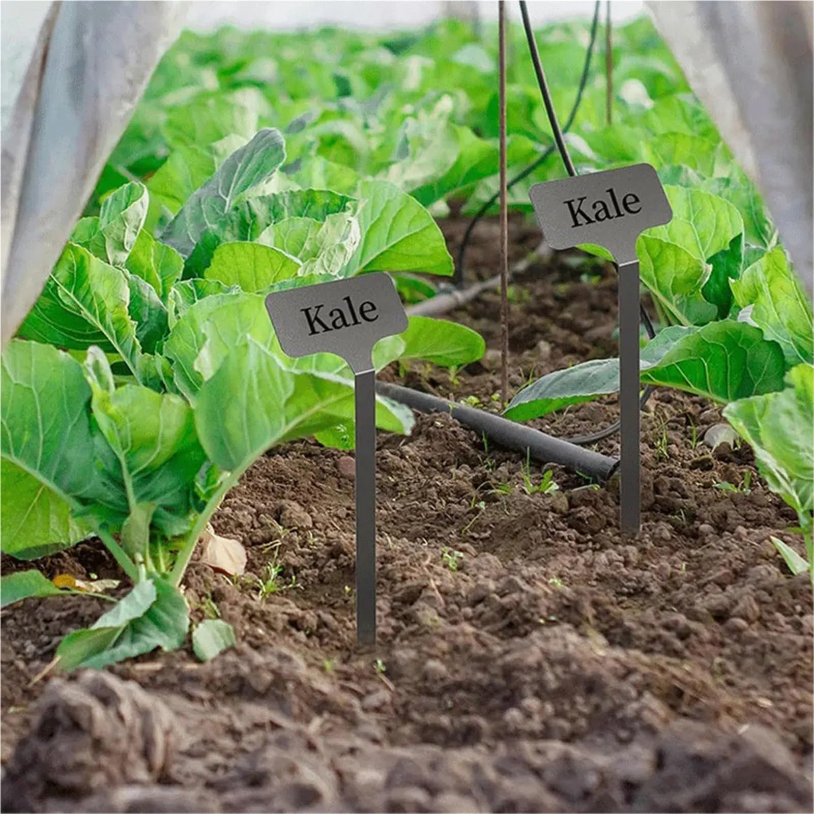 Pflanzenschilder 10 Stück Metall-Pflanzenetiketten, wetterfeste Gartenmarkierungen aus Edelstahl, Pflanzenmarkierungen for Pflanzen, Gemüse, Sämlinge, Blumen
