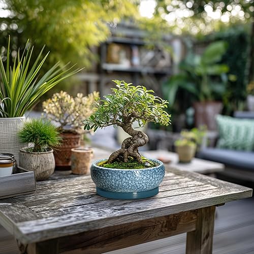 Miniatura 4 de Macetas para suculentas de 6 pulgadas, macetas de cerámica para bonsái con orificio de drenaje y platillo, macetas poco profundas para interiores y