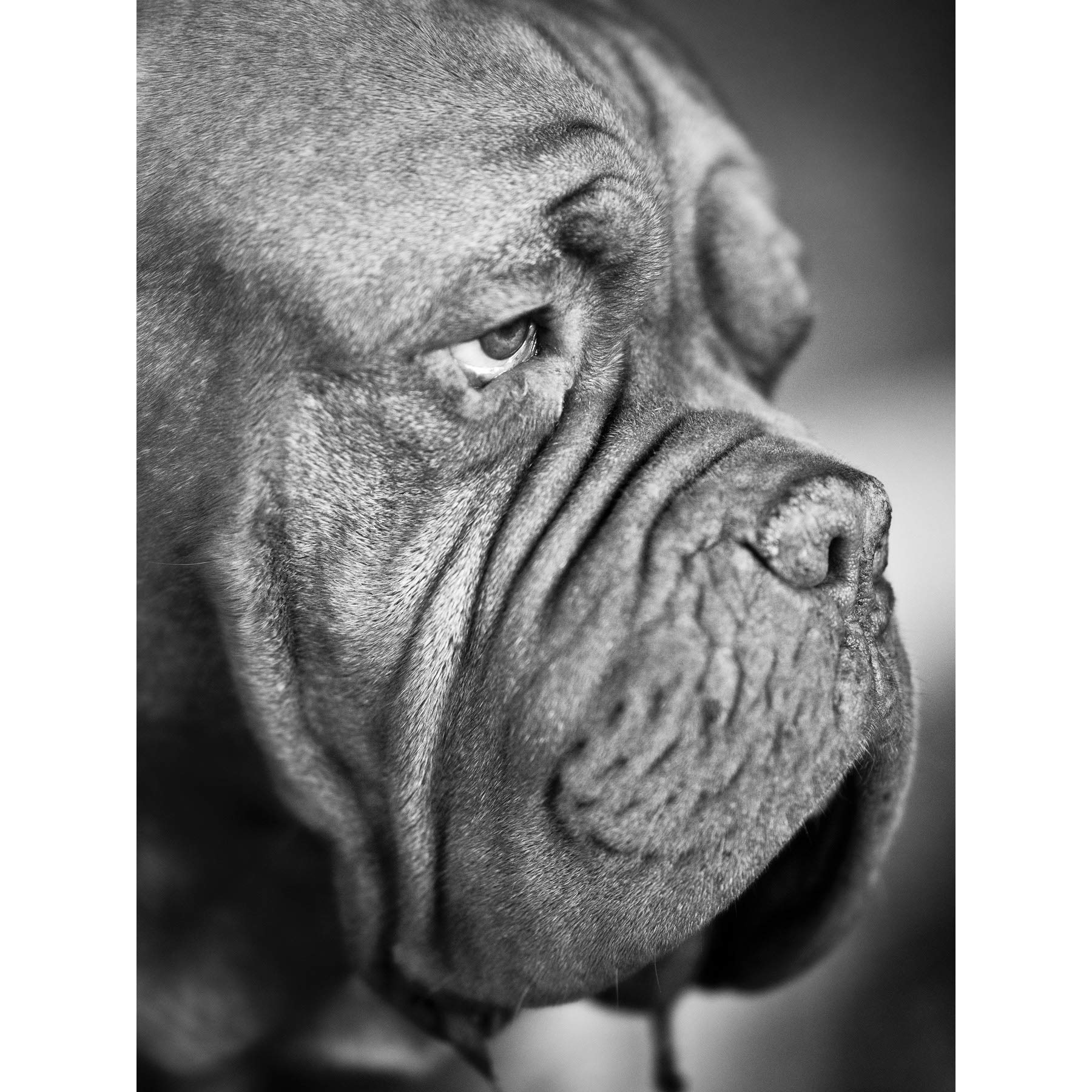 Kunstdruck auf Leinwand, Motiv: Französischer Mastiff-Kopf, schwarz-weiß, 45,7 x 61 cm