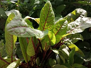 Hundredfold Red Vein Sorrel 500 Herb & Vegetable Seeds - Rumex sanguineus Red-veined Sorrel, Bloody Dock