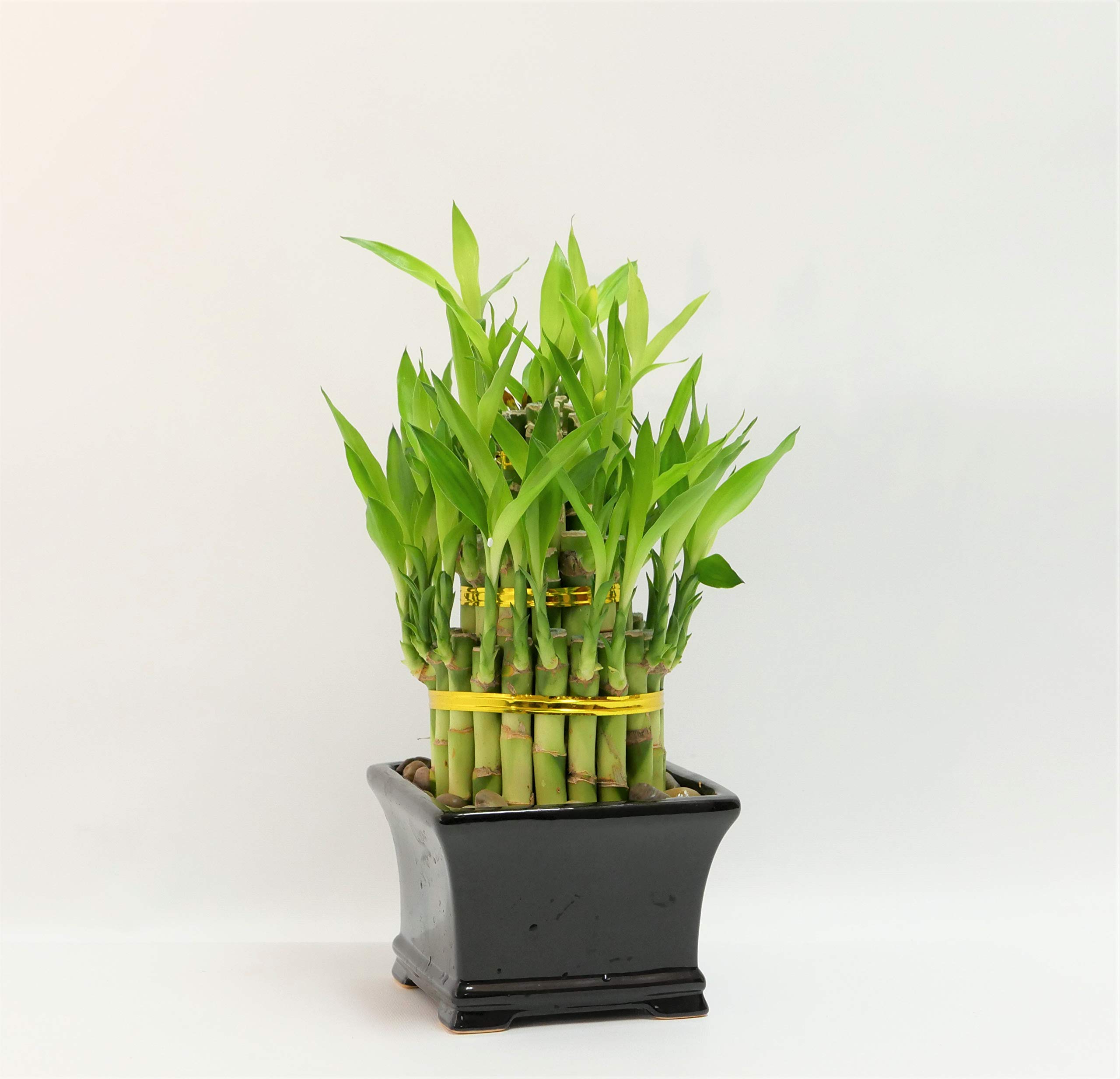 Athena's Garden BA BT468 PRSM Classic Lucky Bamboo Tower in Black Cera | amzdealz