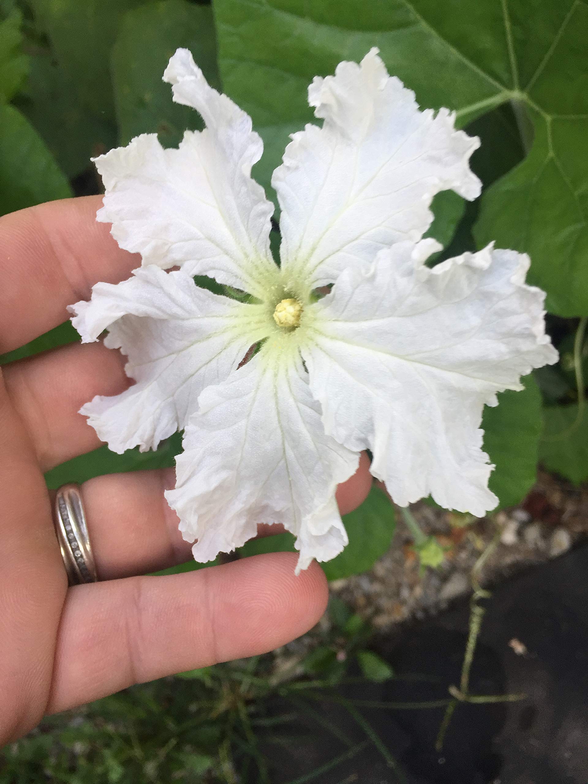 Amazon.com : 1173-Giant African Wine/Water Bottle Gourd (Lagenaria
