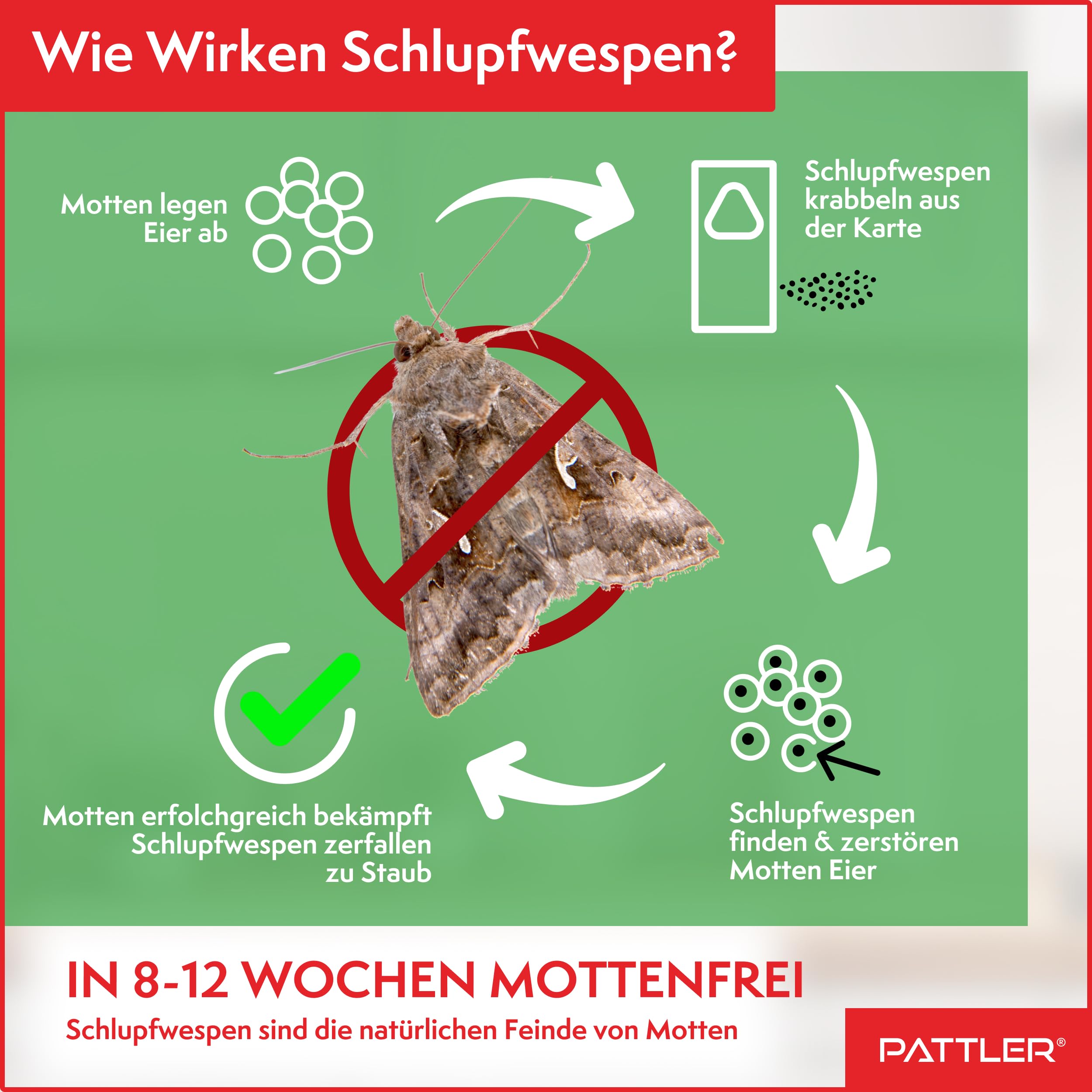PATTLER® Schlupfwespen gegen Kleidermotten – 4 Karten à 1 Lieferung – Kleidermotten bekämpfen ohne Chemie – Alternative zur Mottenfalle, Mottenspray & Pheromonfalle