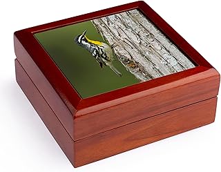 3dRose Yellow-throated Warbler hunting insects on cypress tree, Texas, USA, Jewelry Box jb-191313-1