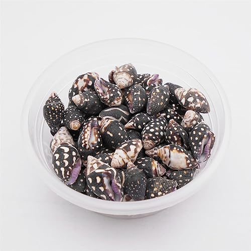 Miniatura 6 de Julie Wang Cerca de 150 piezas de conchas en espiral de playa de concha pequeña de 3.53 oz (3.53 oz), dijes naturales para hacer velas, decoración