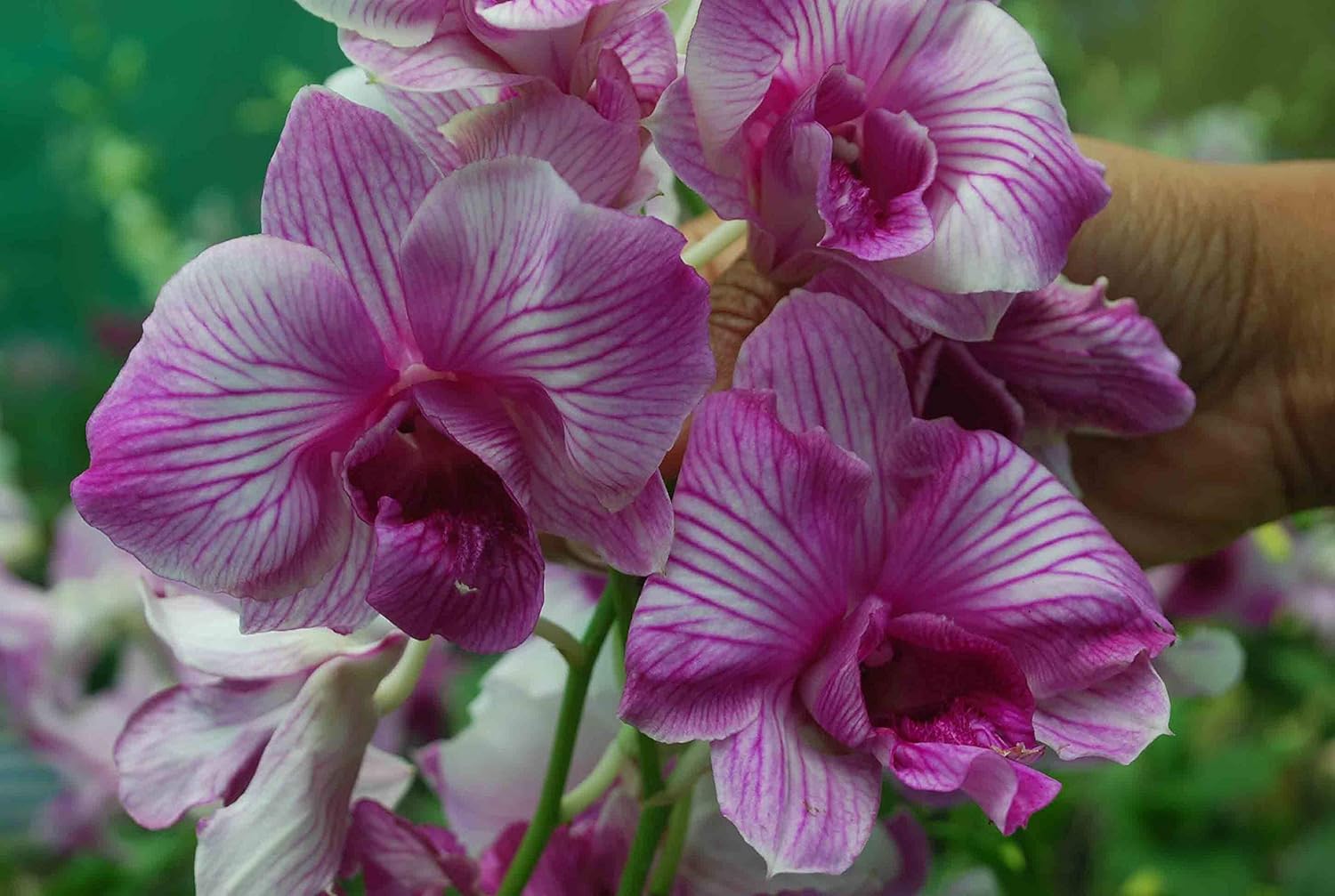 ROYAL LAND Dendrobium Orchid Live Plant Morning Sun Splash Variety 1