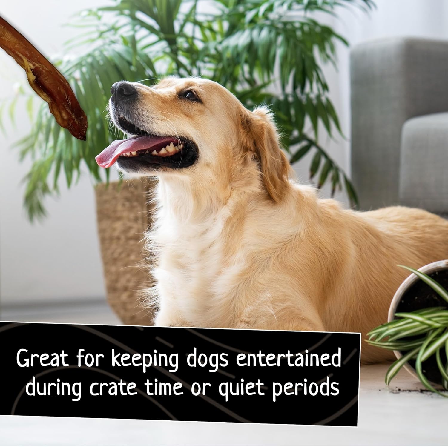 Jumbo Bully Sticks - 12 Inch All-Natural Bully for Dogs - Fully Digestible & 100% Grass-Fed - Supports Dental Health - Extra-Thick Chews for Dogs - Pack of 5