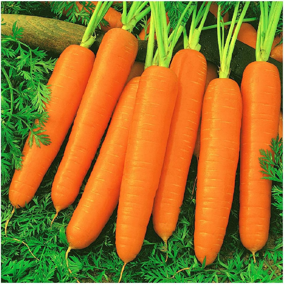 Everwilde Farms - 1 Lb Scarlet Nantes Carrot Seeds - Gold Vault