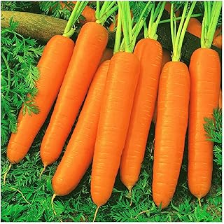 Everwilde Farms - 1 Lb Scarlet Nantes Carrot Seeds - Gold Vault
