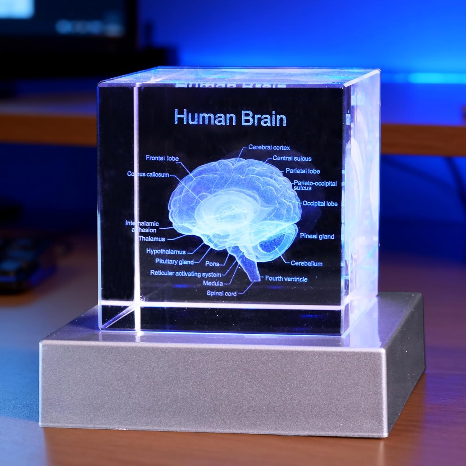 3D Human Brain Anatomy Model, Doctor Psychology Gifts, K9 2.4 Inch Etched Crystal Cube Lamp with Battery Powered, Brain Figure Paperweight Science Biology Graduation Teacher Appreciation Gifts
