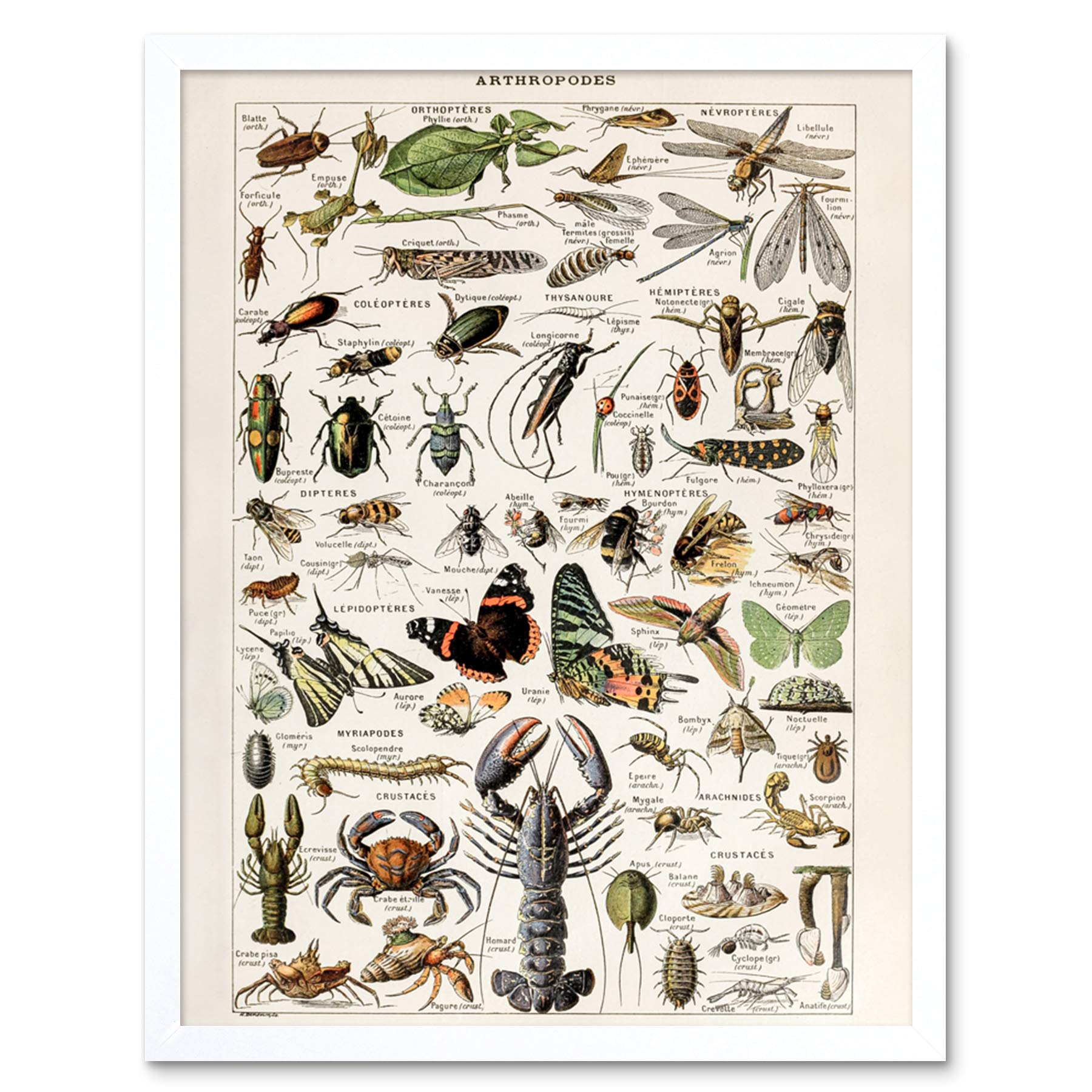 Artery8 Millot Encyclopedia Arthropods Exoskeletal Animals Art Print Framed Poster Wall Decor 12x16 inch