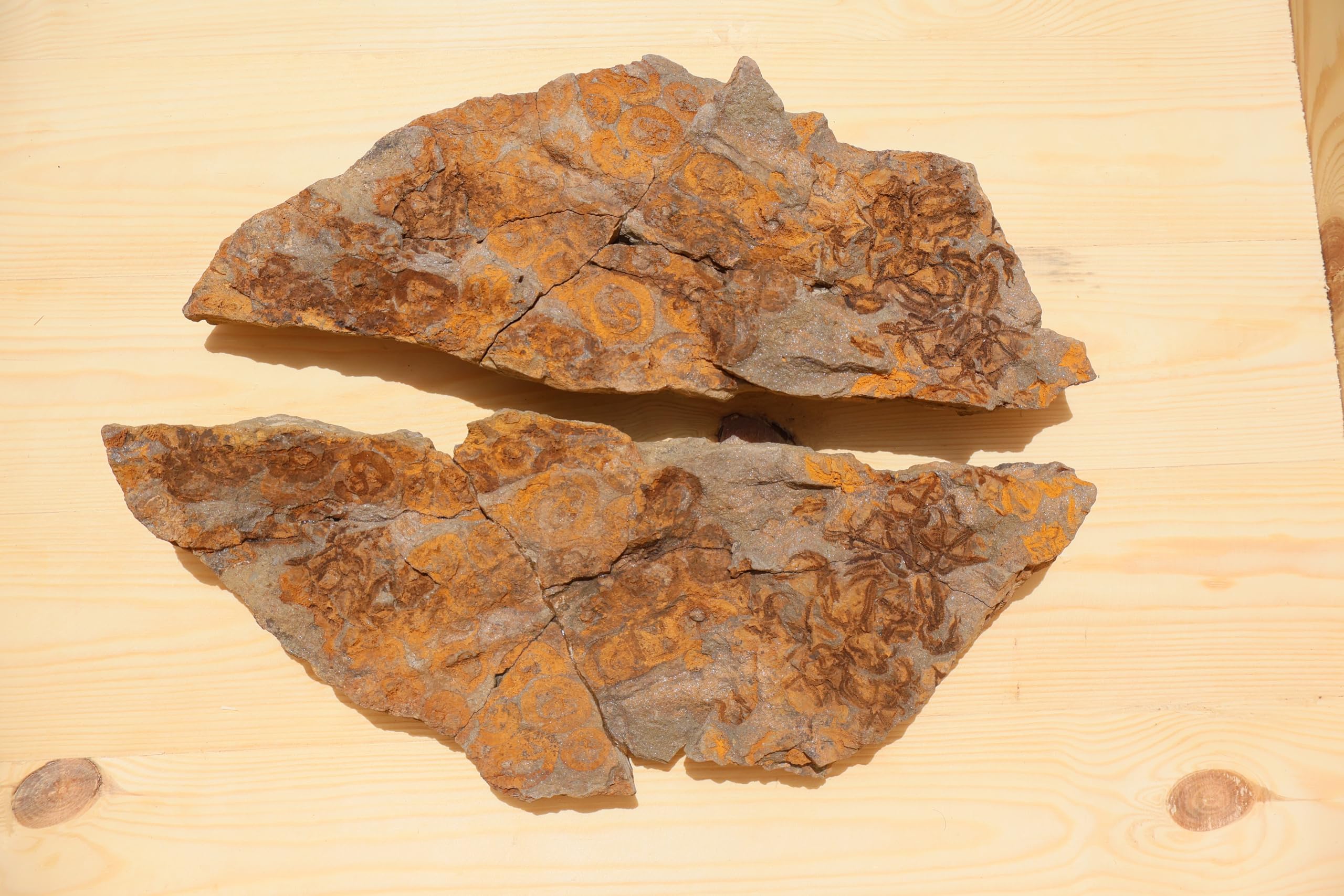 Fossile d'étoiles de mer Ordovicien Ophiura échinoderme Maroc - 7