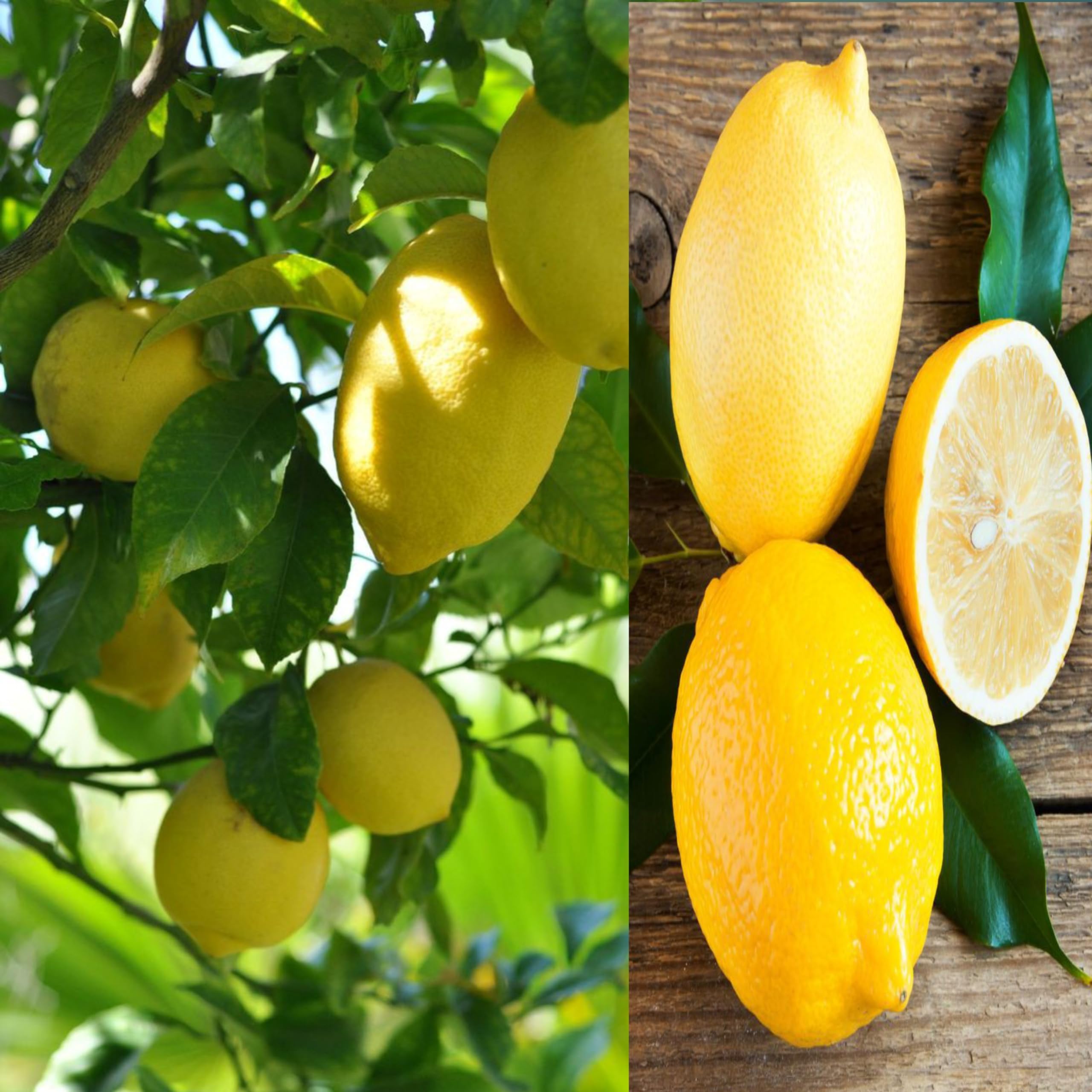 See full amazon price history chart for Eroanvia Combo 2 All Time Kagzi Lemon Plant Grafted Baramasi- Healthy Live Hybrid Tree Fruit Plant 2-3 Feet Height Live Plant For Home Garden Eroanvia Combo 2 All Time Kagzi Lemon Plant Grafted Baramasi- Healthy Live Hybrid Tree Fruit Plant 2-3 Feet Height Live Plant For Home Garden (B0CH8NF7J8) Amazon Price History, Amazon Price Tracker