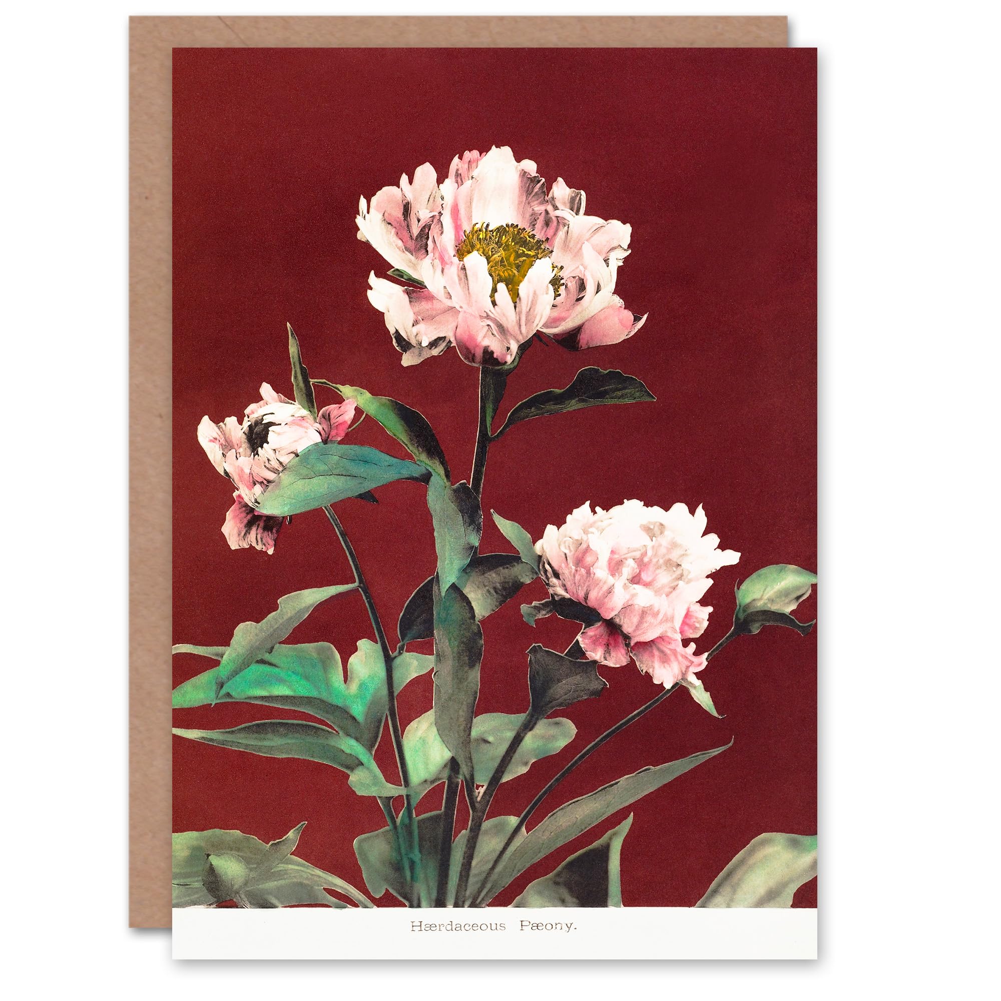 Artery8 Ogawa Kazumasa Japanese Art Card Pink Herbaceous Peony Flower