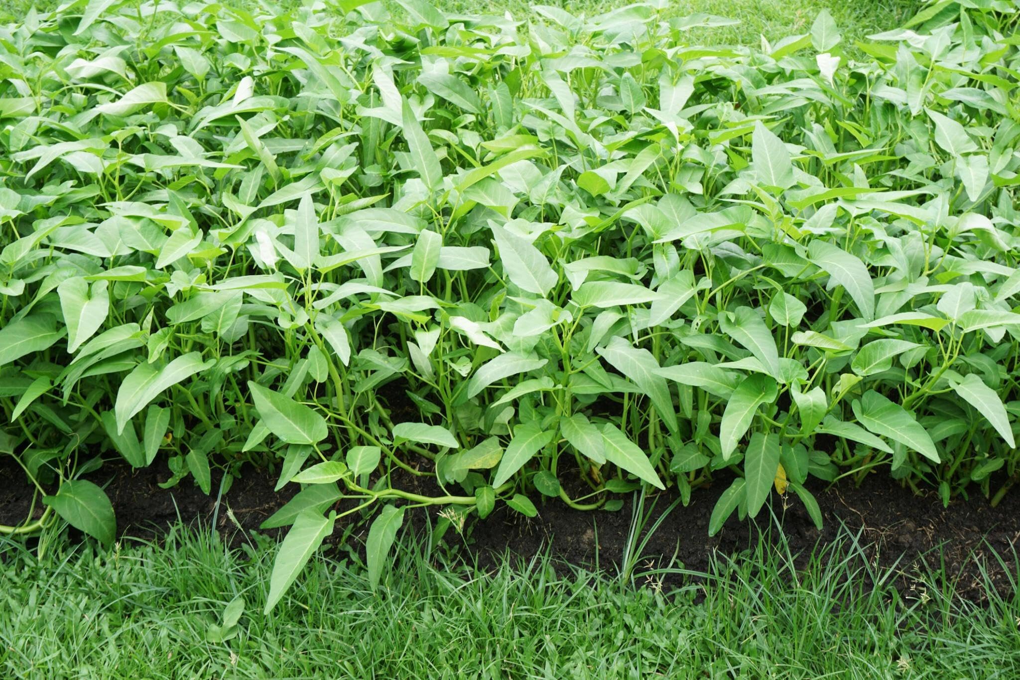 Water Spinach (Kalmi Saag) Seeds For Home Garden (2600 Seeds) (B0CSBQWQDZ) Amazon Price History, Amazon Price Tracker