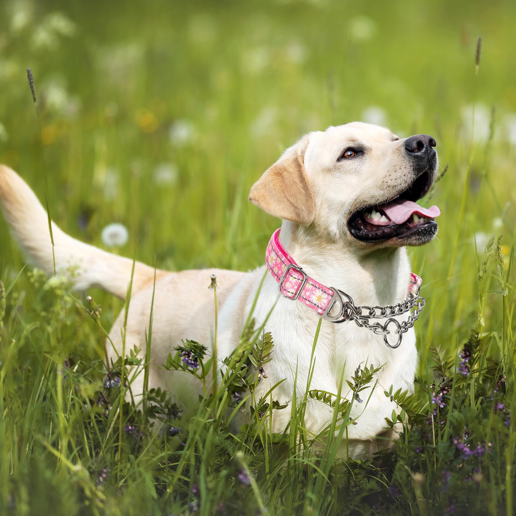 Martingale Collar for Dogs Reflective Nylon Dog Chain Collars Adjustable Heavy Duty Martingale Collar for Training Medium Large Breed Dogs - Image 3