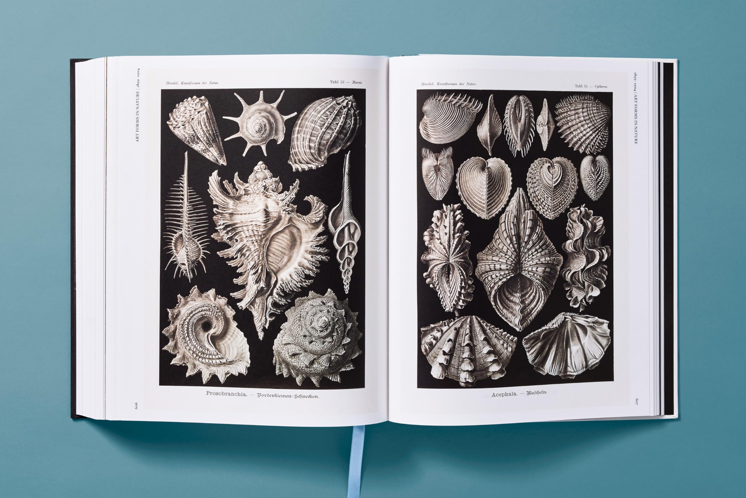 The Art and Science of Ernst Haeckel