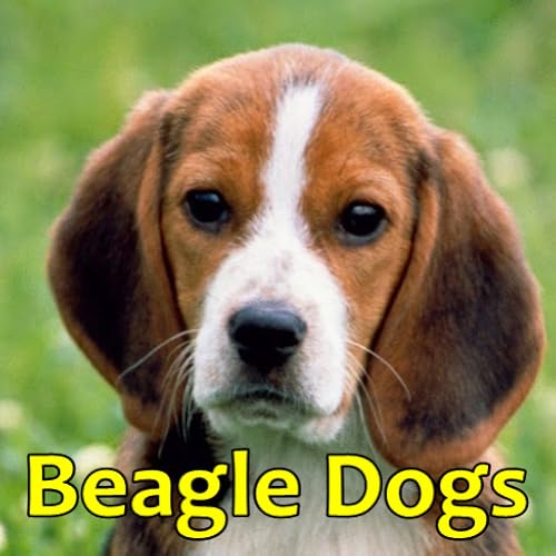 Beagle Dogs