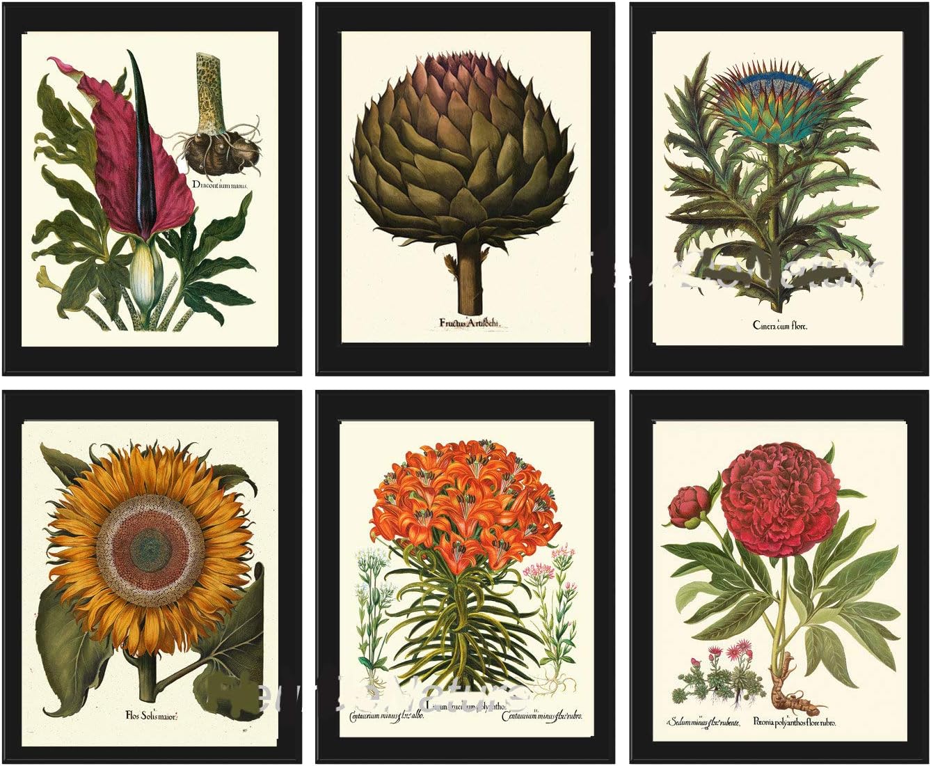 Flower Botanical Wall Art Print Set of 6 Antique Vintage Beautiful Large Artichoke Yellow Sunflower Lily Red Peony Garden Home Decor Dining Room Kitchen Living Bedroom Decoration LoveThePrint Unframed