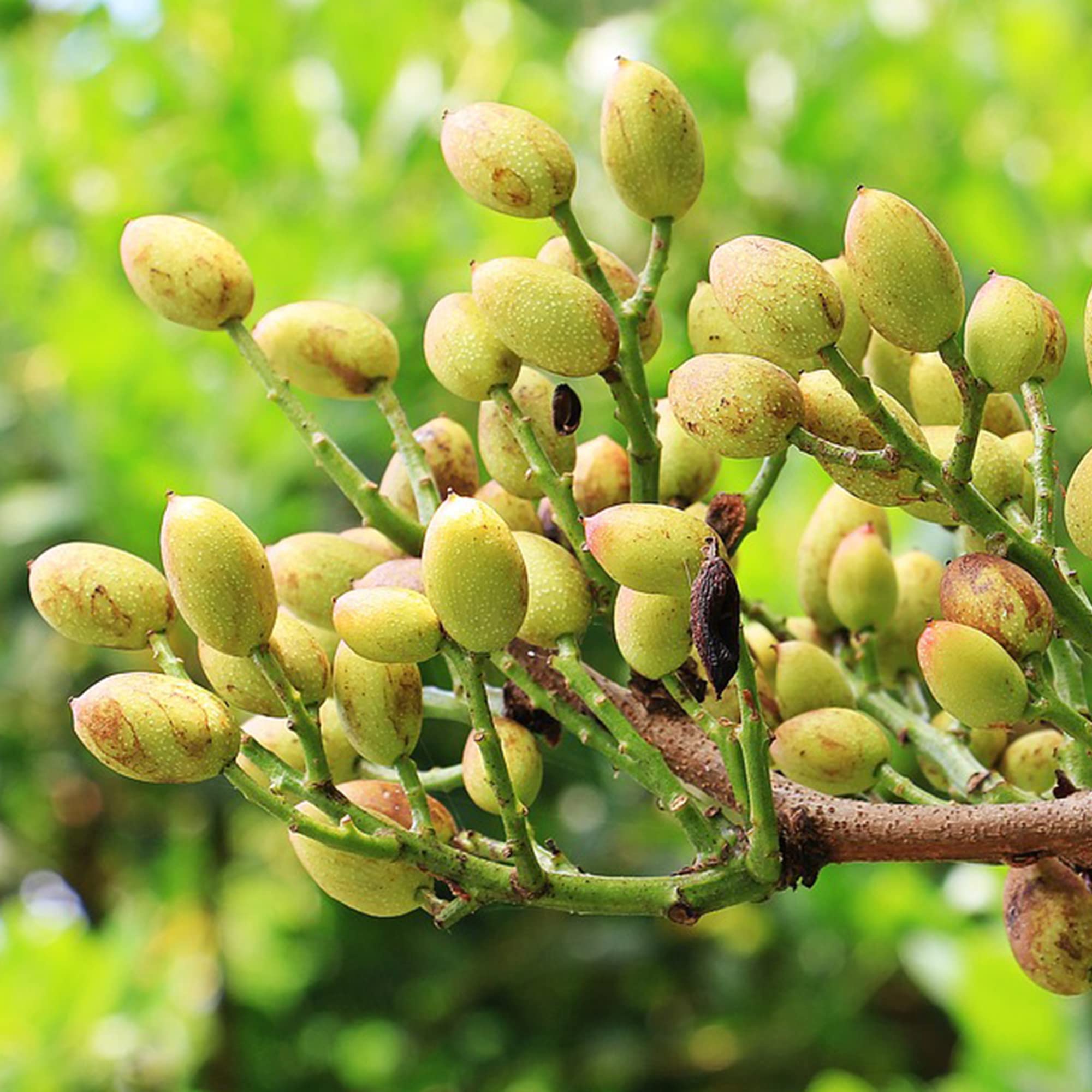 Pistachos tostados con Sal 10 Bolsas Peso Total 1.300 Kg Pistachos El Elefante Rosa - Pistachos con Cáscara Origen España - Pistachos tostados Artesanalmente