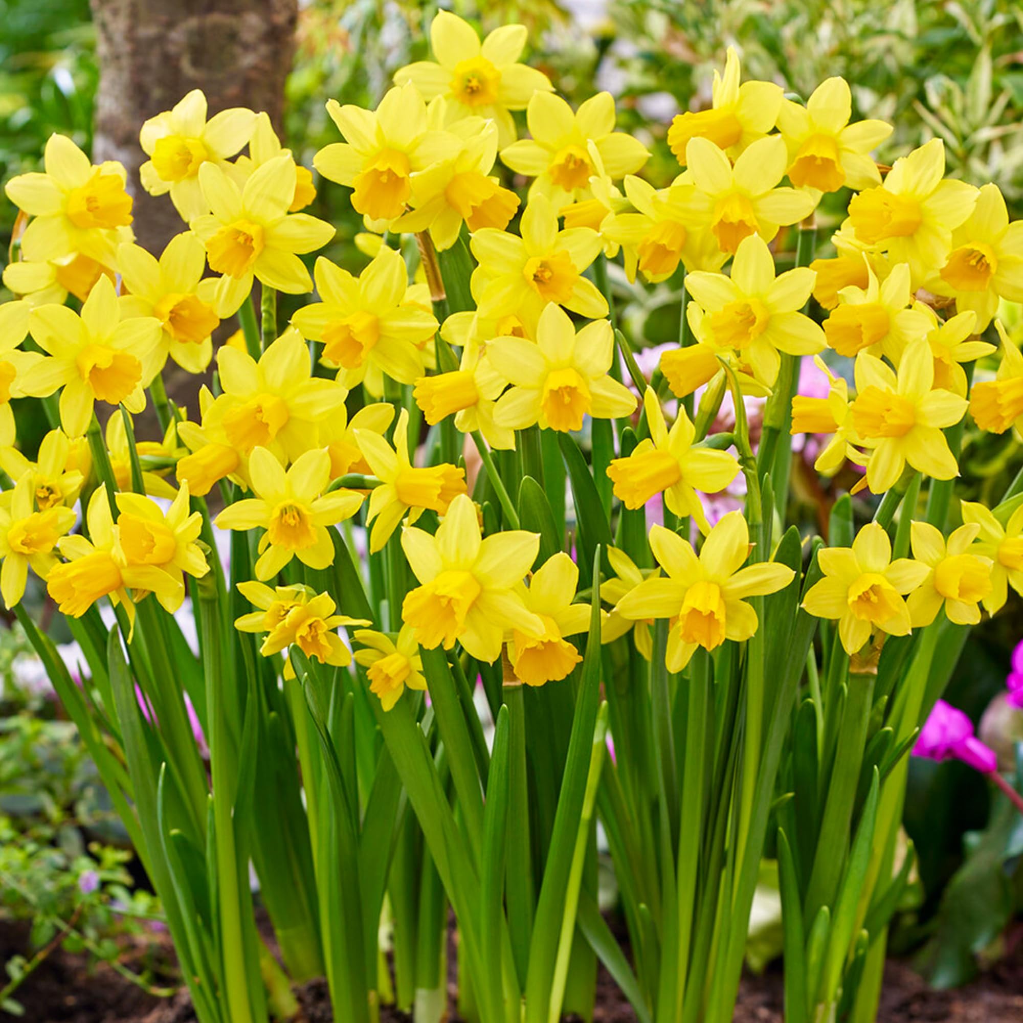 GardenersDream 100 x Tete A Tete Daffodil Bulbs - Trumpet Spring Flowering Bulbs - Outdoor Plants for Gardens, Borders, and Containers - Easy to Grow Rockery Narcissus Dwarf Garden Plants