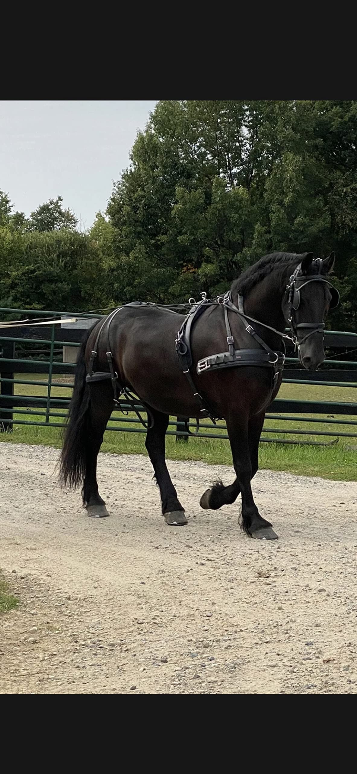 Leaders Tech Competition Harness for Full or Horse Size - Brown (Pair)